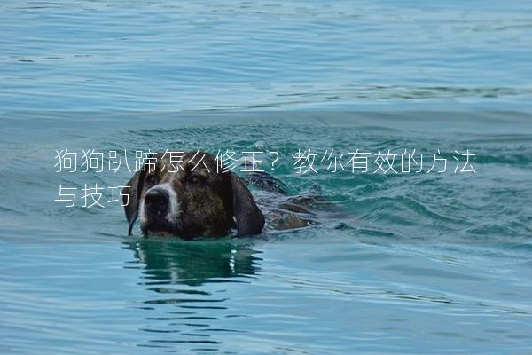 狗狗趴蹄怎么修正？教你有效的方法與技巧