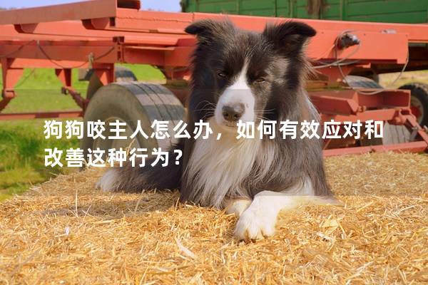 狗狗咬主人怎么辦，如何有效應(yīng)對和改善這種行為？