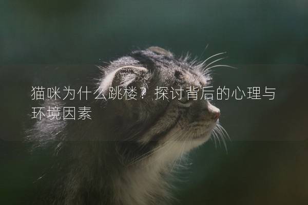 貓咪為什么跳樓?探討背后的心理與環(huán)境因素 貓咪為什么跳樓?探討背后的心理與環(huán)境因素