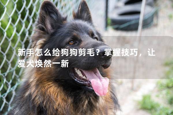 新手怎么給狗狗剪毛？掌握技巧，讓愛犬煥然一新