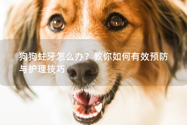 狗狗蛀牙怎么辦？教你如何有效預防與護理技巧