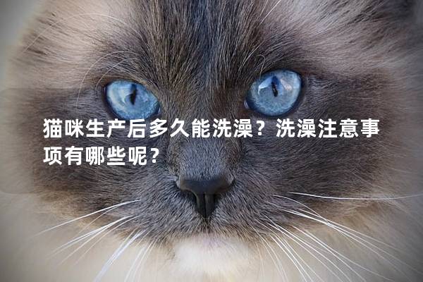 貓咪生產后多久能洗澡？洗澡注意事項有哪些呢？