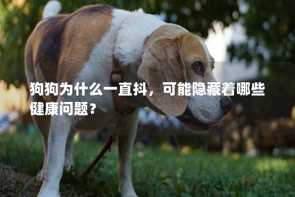 狗狗為什么一直抖,可能隱藏著哪些健康問題? 狗狗為什么一直抖,可能隱藏著哪些健康問題?