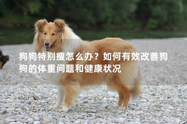 狗狗特別瘦怎么辦?如何有效改善狗狗的體重問題和健康狀況 狗狗特別瘦怎么辦?如何有效改善狗狗的體重問題和健康狀況