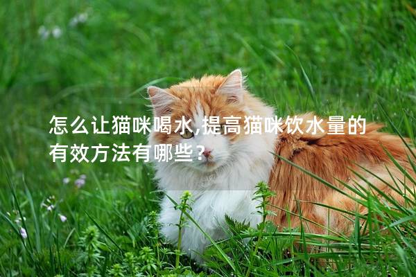 怎么讓貓咪喝水,提高貓咪飲水量的有效方法有哪些？