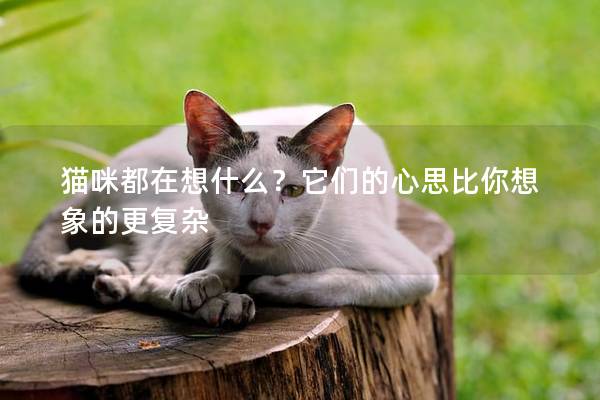 貓咪都在想什么？它們的心思比你想象的更復(fù)雜