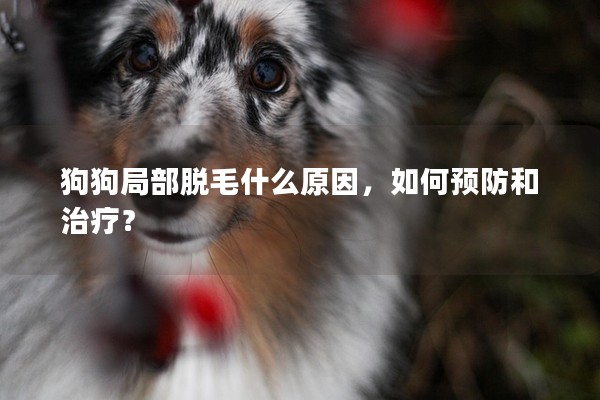 狗狗局部脫毛什么原因，如何預防和治療？