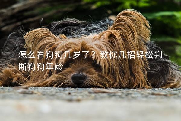怎么看狗狗幾歲了？教你幾招輕松判斷狗狗年齡