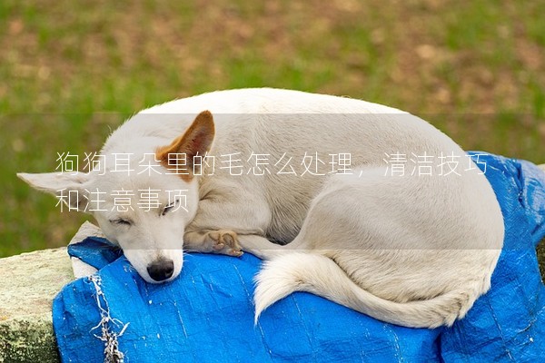 狗狗耳朵里的毛怎么處理，清潔技巧和注意事項