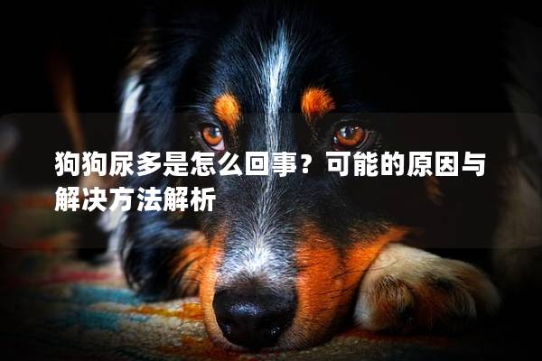 狗狗尿多是怎么回事？可能的原因與解決方法解析