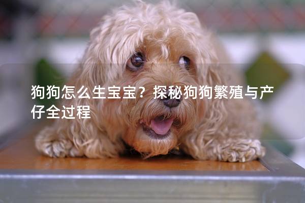 狗狗怎么生寶寶？探秘狗狗繁殖與產仔全過程