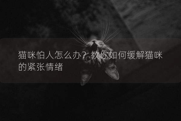 貓咪怕人怎么辦?教你如何緩解貓咪的緊張情緒 貓咪怕人怎么辦?教你如何緩解貓咪的緊張情緒