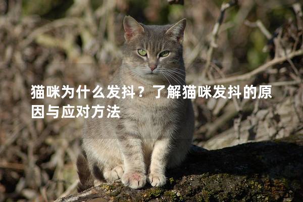 貓咪為什么發抖？了解貓咪發抖的原因與應對方法