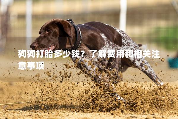 狗狗打胎多少錢？了解費用和相關注意事項