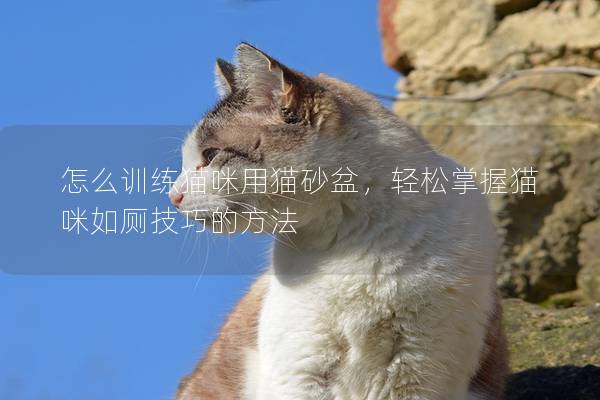 怎么訓(xùn)練貓咪用貓砂盆,輕松掌握貓咪如廁技巧的方法 怎么訓(xùn)練貓咪用貓砂盆,輕松掌握貓咪如廁技巧的方法