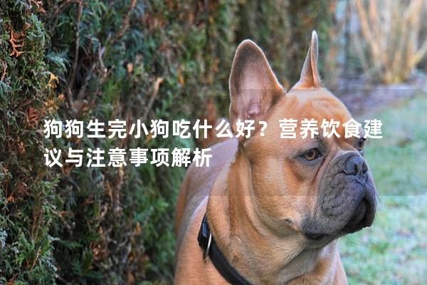狗狗生完小狗吃什么好？營養(yǎng)飲食建議與注意事項(xiàng)解析