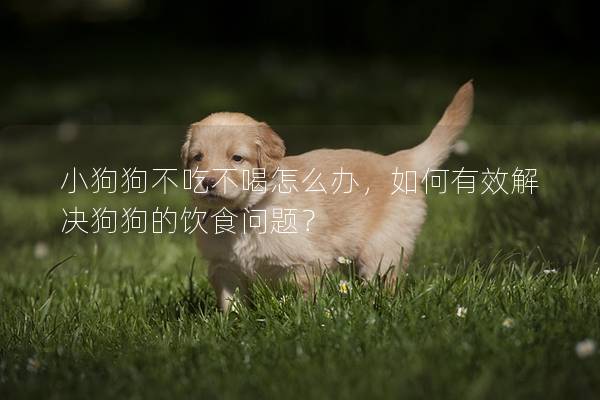 小狗狗不吃不喝怎么辦，如何有效解決狗狗的飲食問題？