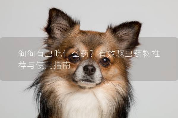 狗狗有蟲吃什么藥？有效驅(qū)蟲藥物推薦與使用指南