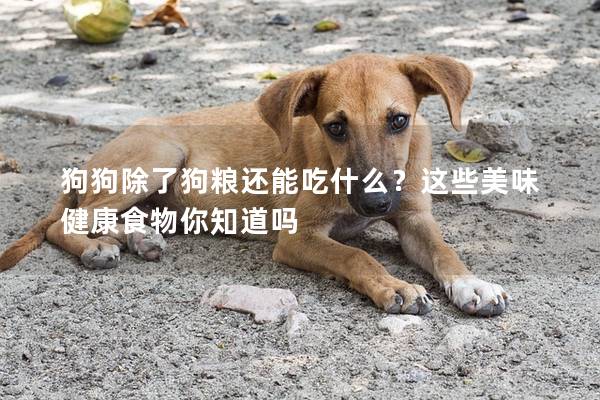 狗狗除了狗糧還能吃什么？這些美味健康食物你知道嗎