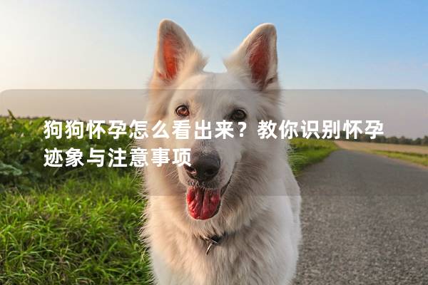 狗狗懷孕怎么看出來？教你識別懷孕跡象與注意事項