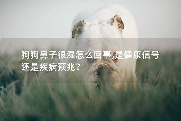 狗狗鼻子很濕怎么回事,是健康信號還是疾病預兆？