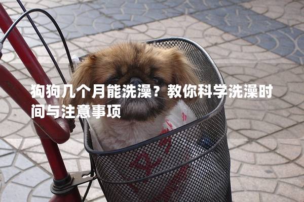 狗狗幾個月能洗澡？教你科學(xué)洗澡時間與注意事項