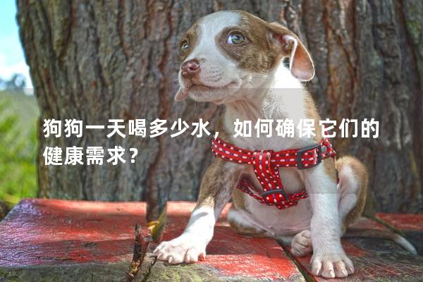 狗狗一天喝多少水，如何確保它們的健康需求？