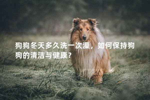 狗狗冬天多久洗一次澡，如何保持狗狗的清潔與健康？