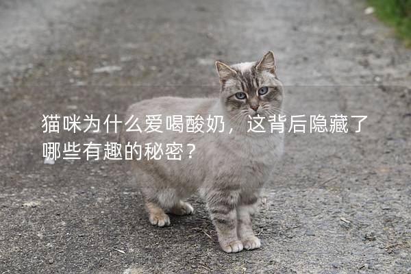貓咪為什么愛喝酸奶，這背后隱藏了哪些有趣的秘密？