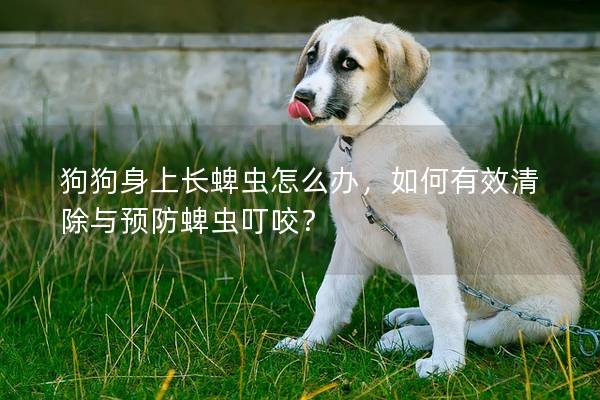 狗狗身上長蜱蟲怎么辦，如何有效清除與預防蜱蟲叮咬？