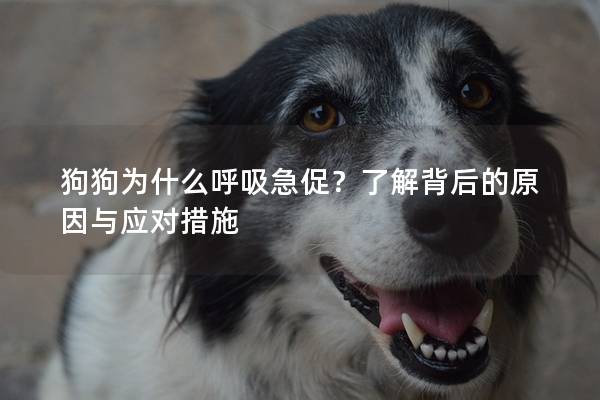 狗狗為什么呼吸急促？了解背后的原因與應對措施