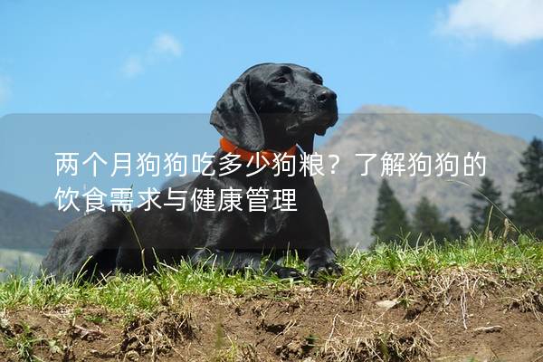 兩個月狗狗吃多少狗糧？了解狗狗的飲食需求與健康管理