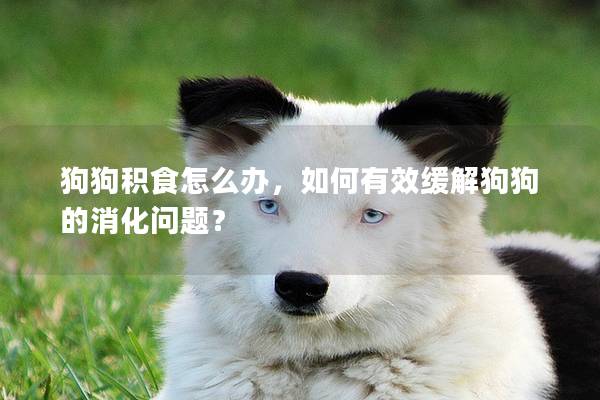 狗狗積食怎么辦，如何有效緩解狗狗的消化問題？