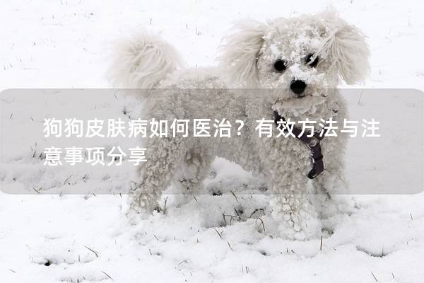 狗狗皮膚病如何醫治?有效方法與注意事項分享 狗狗皮膚病如何醫治?有效方法與注意事項分享