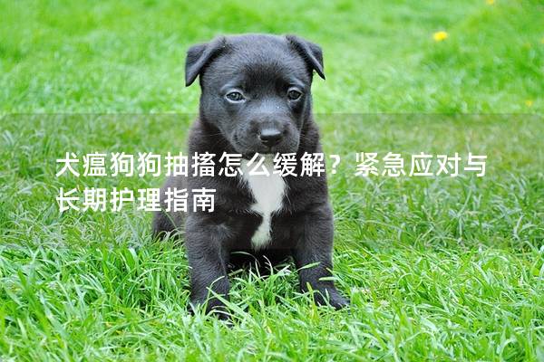 犬瘟狗狗抽搐怎么緩解?緊急應(yīng)對與長期護(hù)理指南