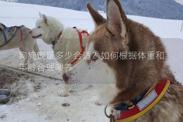 狗狗飯量多少合適？如何根據體重和年齡合理喂養