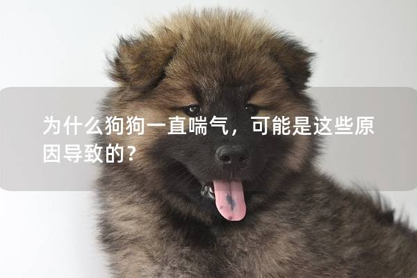 為什么狗狗一直喘氣，可能是這些原因導致的？