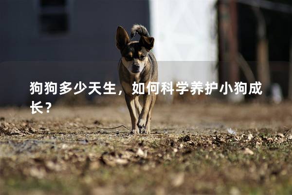 狗狗多少天生，如何科學養護小狗成長？