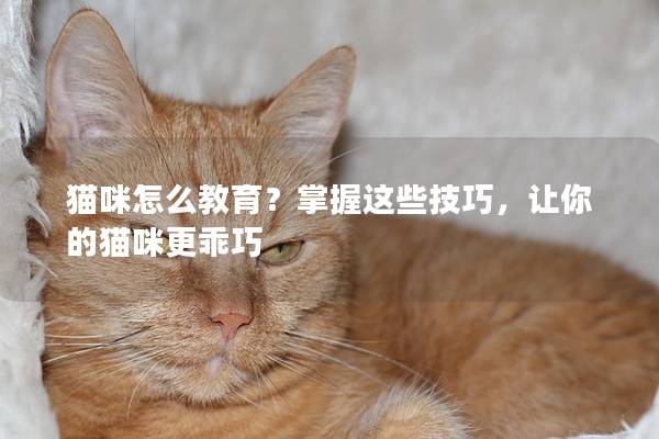 貓咪怎么教育？掌握這些技巧，讓你的貓咪更乖巧