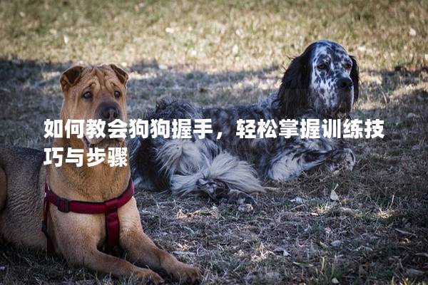 如何教會(huì)狗狗握手,輕松掌握訓(xùn)練技巧與步驟 如何教會(huì)狗狗握手,輕松掌握訓(xùn)練技巧與步驟