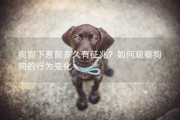 狗狗下崽前多久有征兆？如何觀察狗狗的行為變化