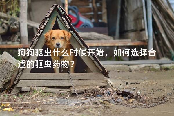 狗狗驅蟲什么時候開始，如何選擇合適的驅蟲藥物？