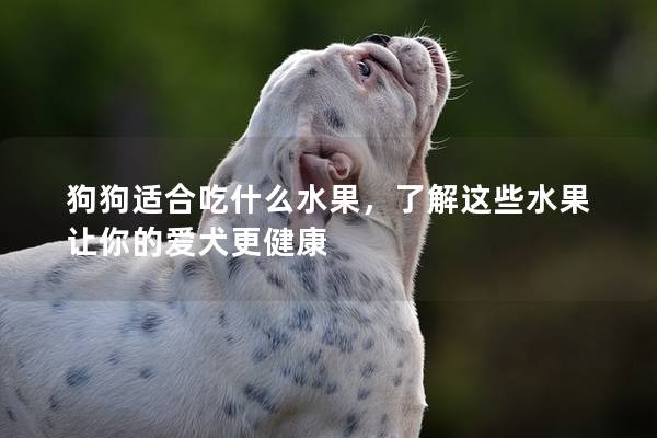 狗狗適合吃什么水果，了解這些水果讓你的愛犬更健康