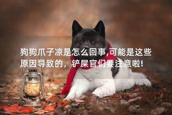 狗狗爪子涼是怎么回事,可能是這些原因導致的，鏟屎官們要注意啦!