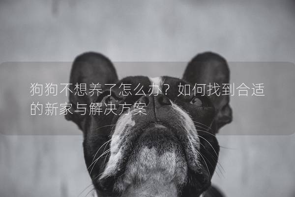 狗狗不想養了怎么辦？如何找到合適的新家與解決方案