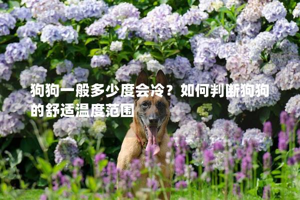 狗狗一般多少度會冷？如何判斷狗狗的舒適溫度范圍