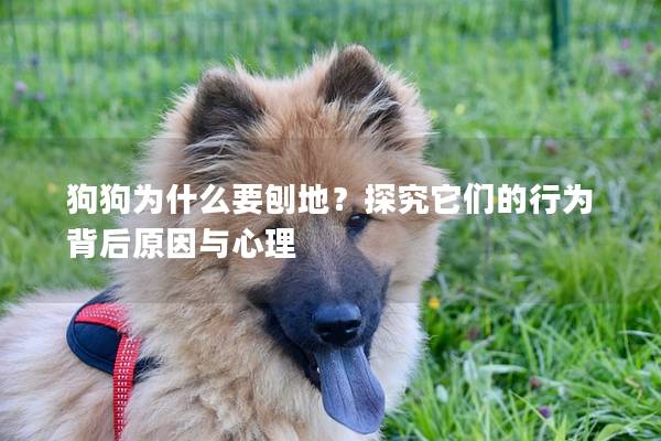 狗狗為什么要刨地？探究它們的行為背后原因與心理