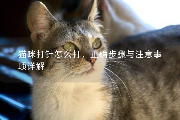 貓咪打針怎么打，正確步驟與注意事項詳解