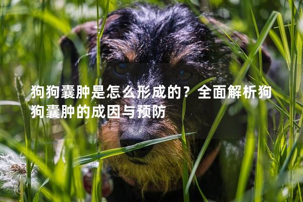 狗狗囊腫是怎么形成的？全面解析狗狗囊腫的成因與預防