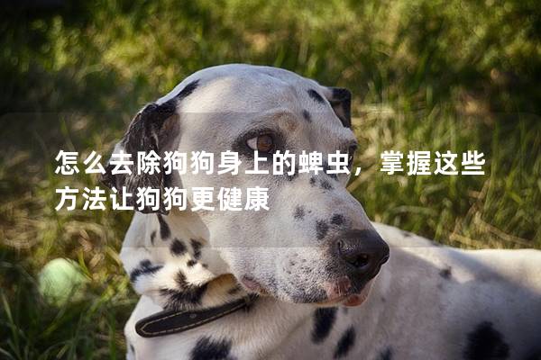 怎么去除狗狗身上的蜱蟲，掌握這些方法讓狗狗更健康